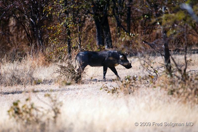 20090611_104634 D300 X1.jpg - The Warthog is a wild member of the pig family that lives in Africa.